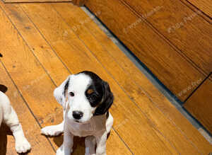 Clumber spaniel cross Jack Russell