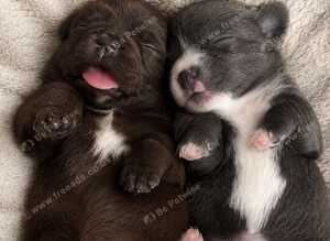 2 beautiful Chihuahua puppies