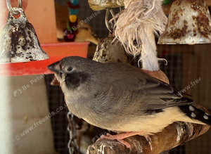 Finches available