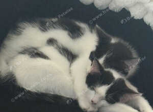 kittens