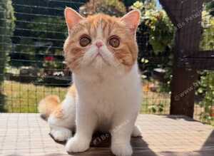 Gorgeous Male Kitten