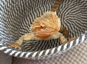 Bearded dragon