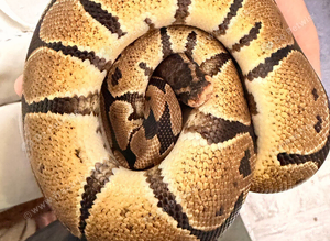 Normal ball python