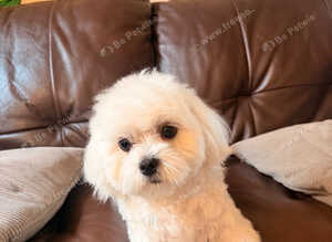 Beautiful Maltese female