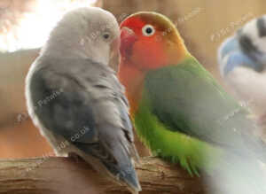 Bonded Pair of Fischers Lovebirds