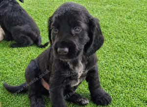 Cocker spaniel puppies