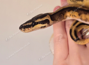Lovely Female Royal python.