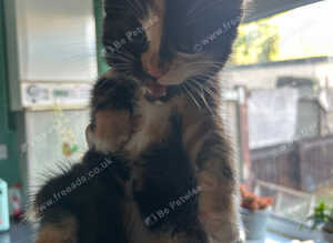 6  lovely kittens looking for good homes ready to go