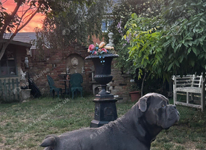 Cane Corso stud