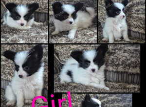 Papillon puppies