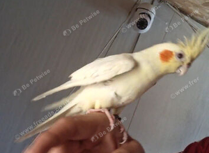 Cockatiel