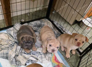 Rope french bull dog puppies