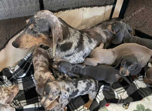 Gorgeous dachshund puppies deposit secures