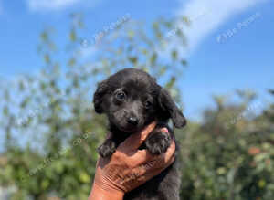 Chihuahua x mini dachshund