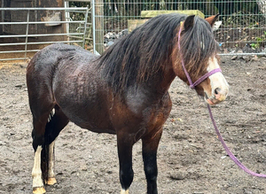 Bay sec a type gelding 4yr old