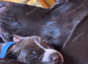 Gsp puppies, Litter of 9 KC registered Strong, Healthy pups.