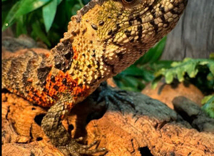Shinisaurus Lizard (Crocodile) Lizard)