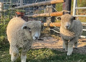 Ryeland x Lambs