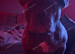 French bulldog needs a forever home