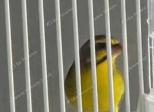 Canarys and green singing finch for sale in wast Midland