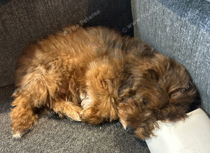 Boy jackpoo 12 weeks