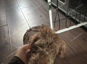 Daschound