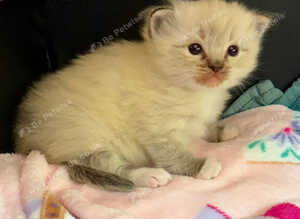 Ragdoll Girl