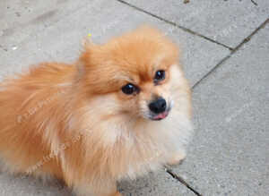 Beautiful pom male