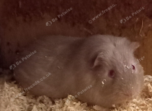 Two male Guinea Pigs for sale