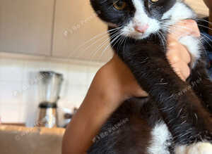Make kitten needs a new home