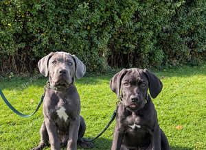 Black Cane corso pup male