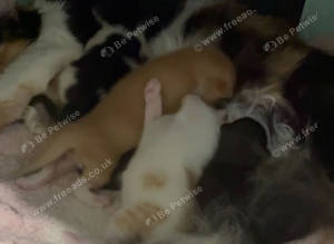 I have 2 beautiful kittens mum is a Calico and dad is a Maine coon