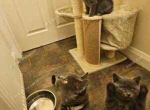 Beautiful British Shorthair Kittens &ndash; 3 Months Old