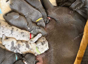 7 cane corso puppies for sale