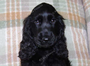 KC Show Cocker Spaniel