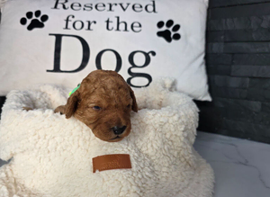 Adorable f2 cockapoo puppies