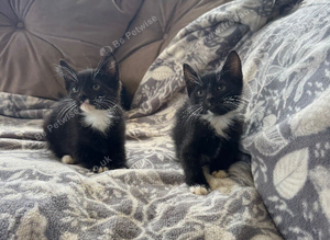 Black and white kittens