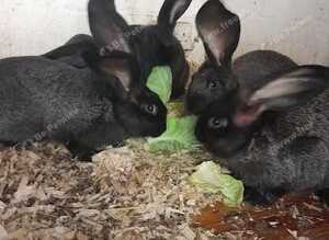 continentel giants rabbits for sale ready go now