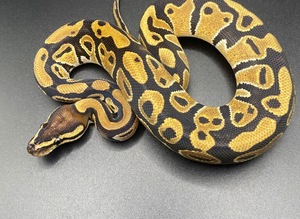 Male Yellowbelly het clown het pied ball python