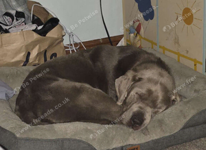 Blue labrador dog