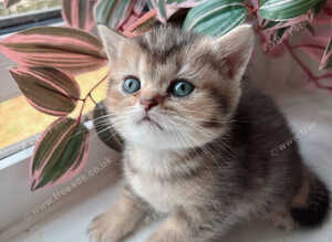 British Shorthair kittens