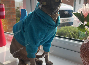 Female sphynx
