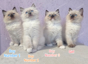 Ragdoll Kittens Looking for Loving Homes