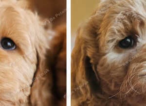 Ready, licenced, dna clear miniature cockapoo girls only!
