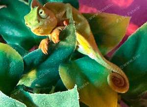 2 baby male yeman chameleons