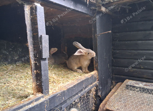 Flemish female