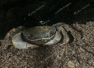 Rainbow land crab