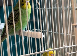 Budgies
