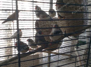 finches to be rehomed