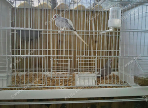 2 pairs of dimond doves
